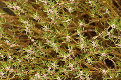 Rotala malabarica (Rotala malabarica)