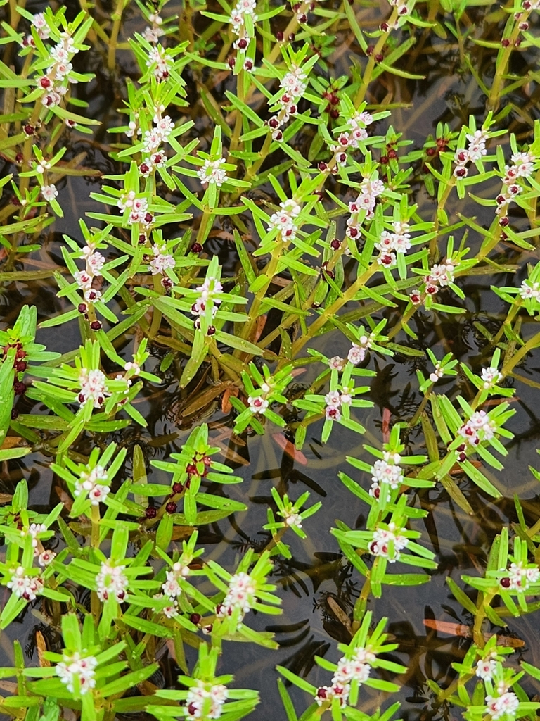 Rotala malabarica (Rotala malabarica)