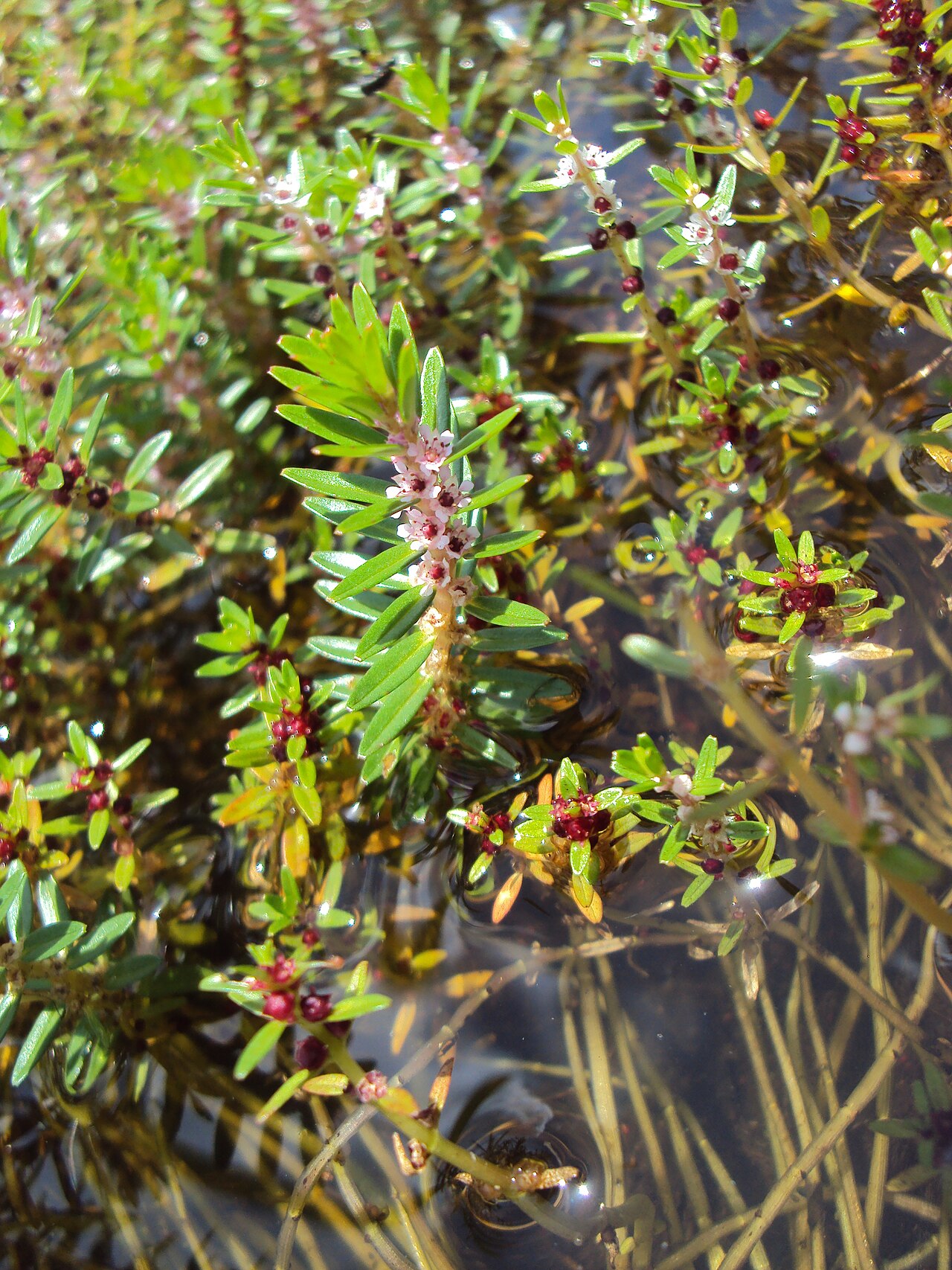 Rotala malabarica: Rotala malabarica