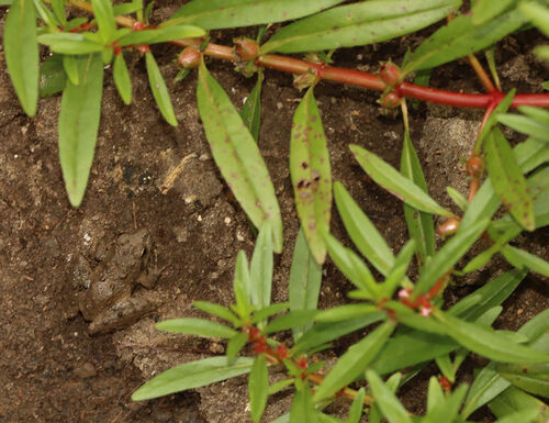 Lowland rotala (Rotala ramosior)