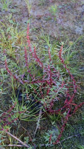 Lowland rotala (Rotala ramosior)