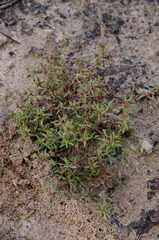Lowland rotala (Rotala ramosior)