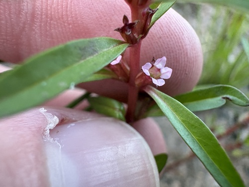 Lowland rotala (Rotala ramosior)