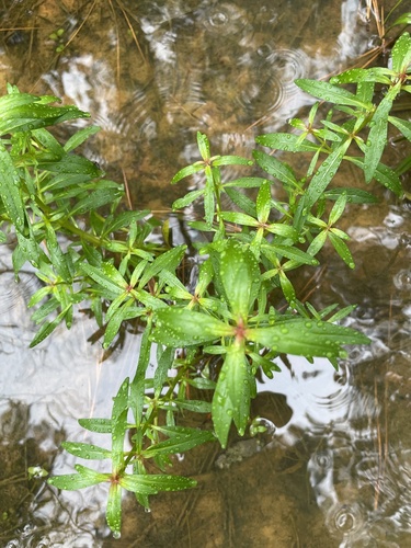Lowland rotala (Rotala ramosior)