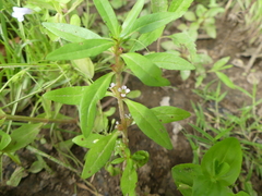 Lowland rotala (Rotala ramosior)
