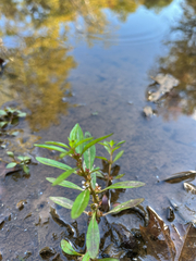 Lowland rotala (Rotala ramosior)