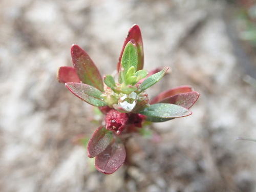 Lowland rotala (Rotala ramosior)