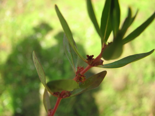 Lowland rotala (Rotala ramosior)