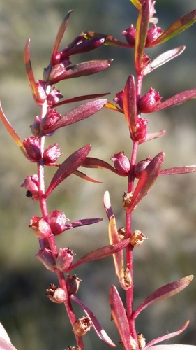 Lowland rotala (Rotala ramosior)