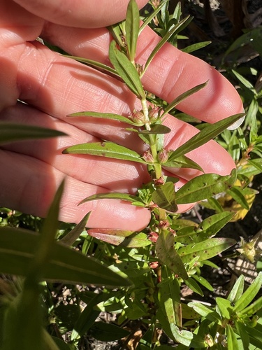 Lowland rotala (Rotala ramosior)