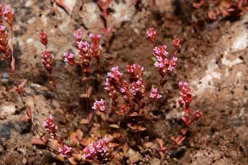 Rotala tenuis (Rotala tenuis)