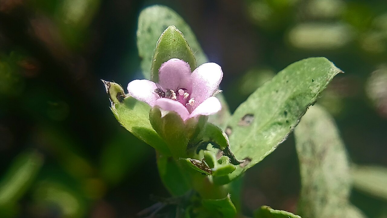 Rotula aquatica: Rotula aquatica