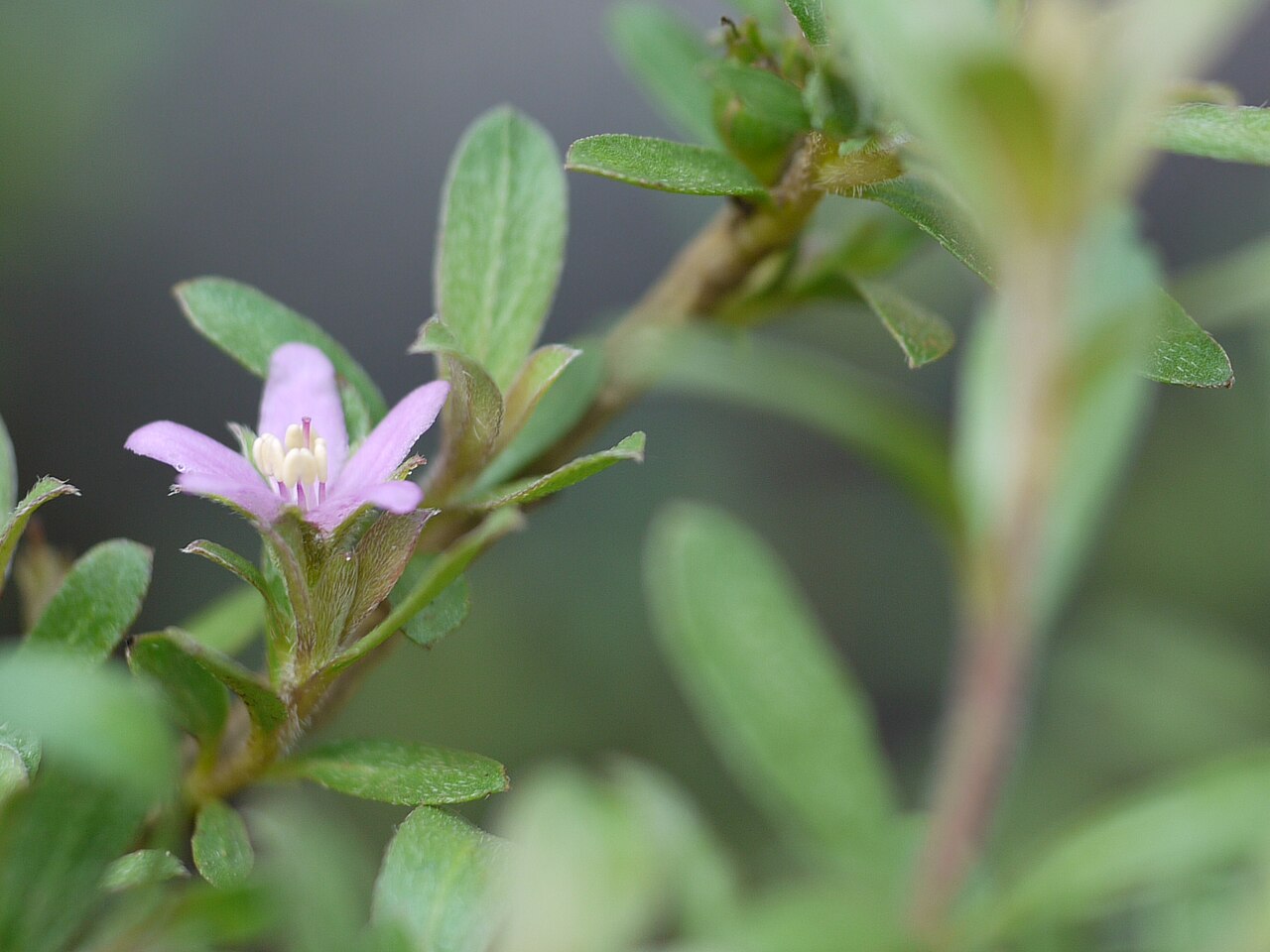 Rotula aquatica: Boraginaceae (forget-me-not family) » Rotula aquatica ro-TWO-luh -- meaning obscure a-KWA-tee-kuh -- meaning, lives in water commonly known as : rotula • Garo :