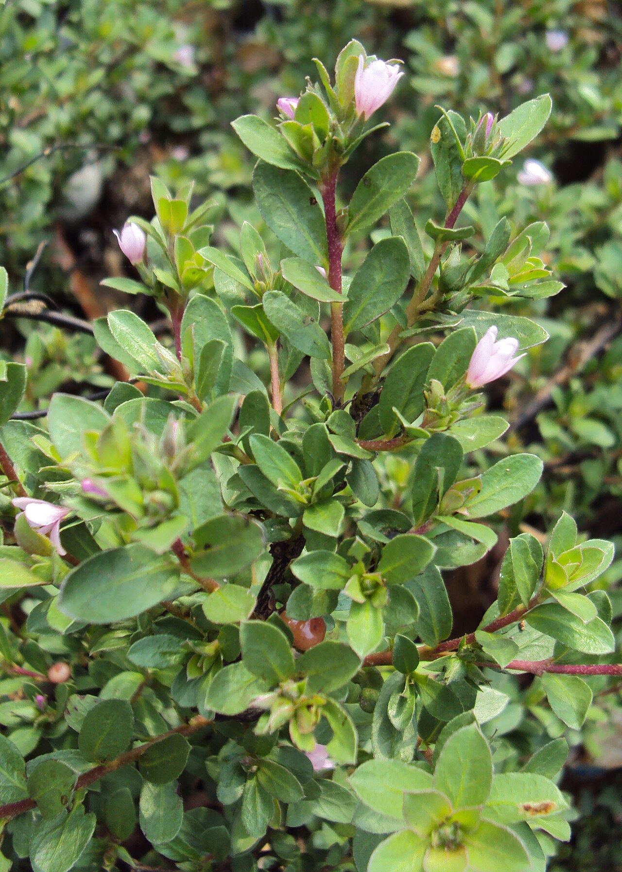 Rotula aquatica: Rotula aquatica
