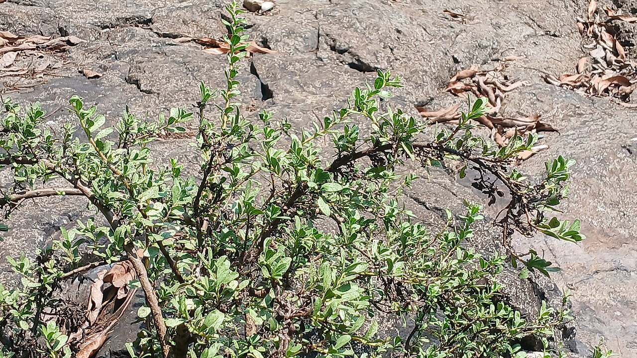 Rotula aquatica: Rotula aquatica