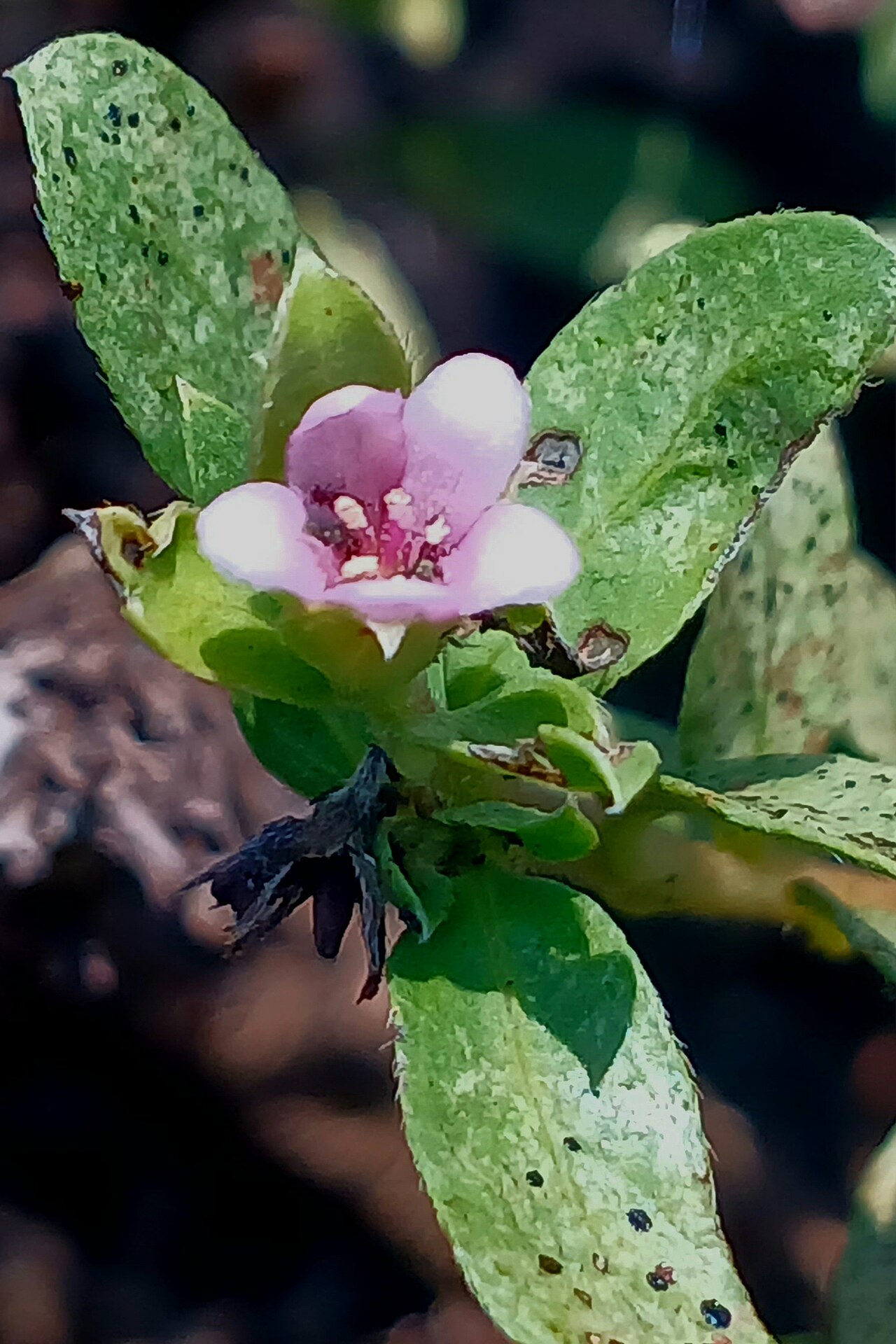 Rotula aquatica: Rotula aquatica