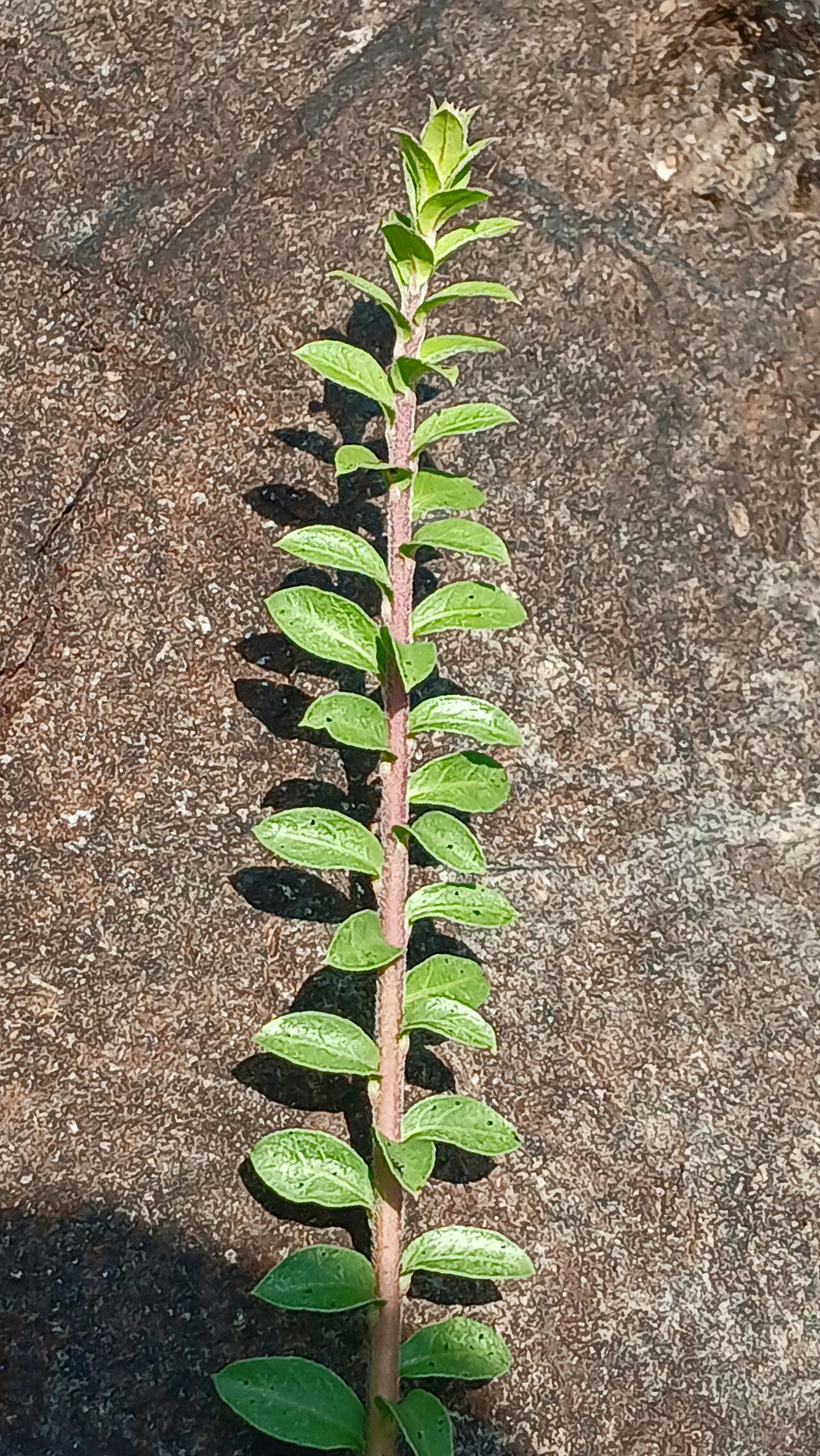 Rotula aquatica: Rotula aquatica