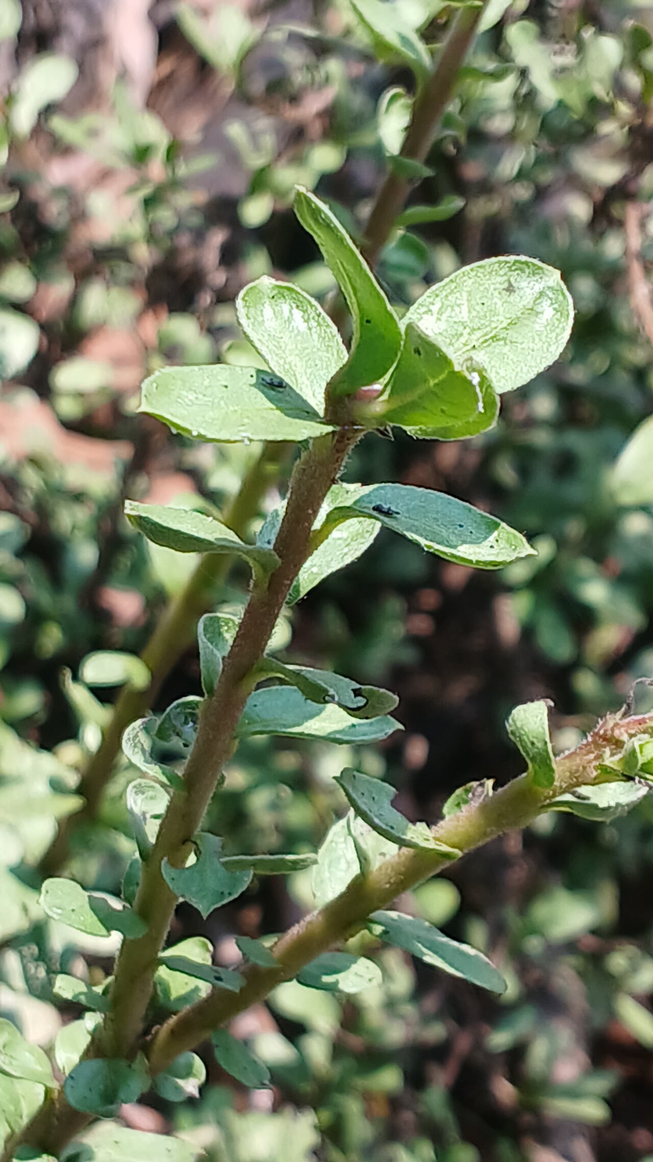 Rotula aquatica: Rotula aquatica