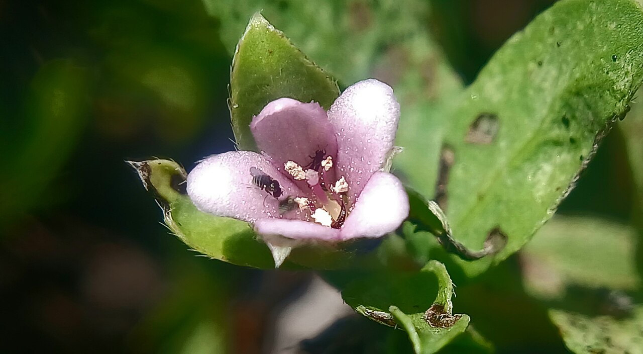 Rotula aquatica: Rotula aquatica