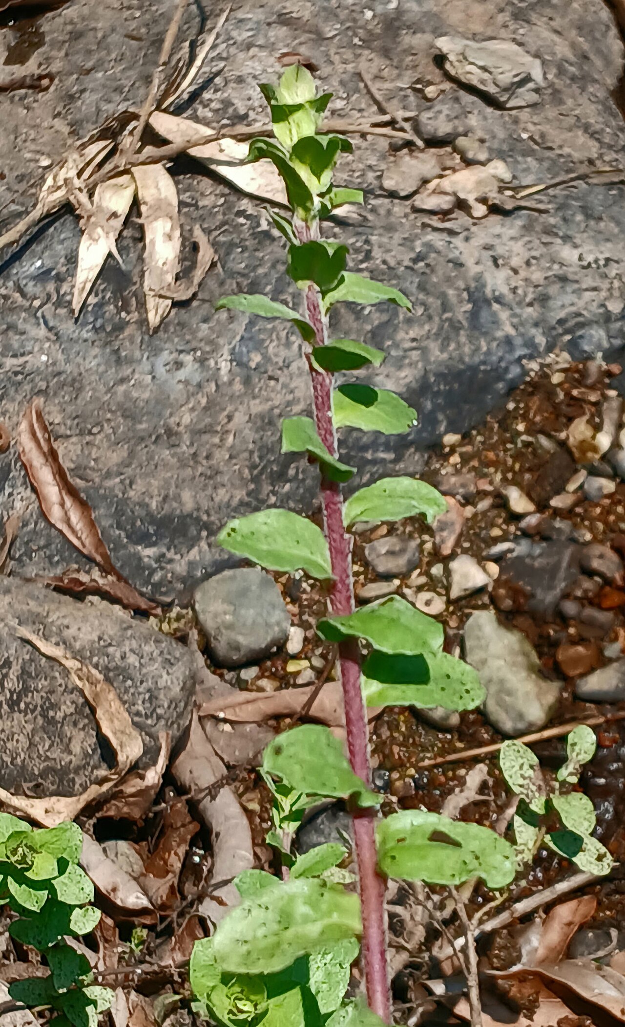 Rotula aquatica: Rotula aquatica