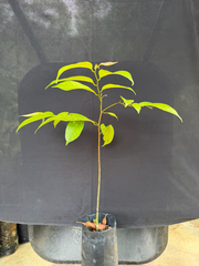 Dark red meranti (Rubroshorea curtisii)