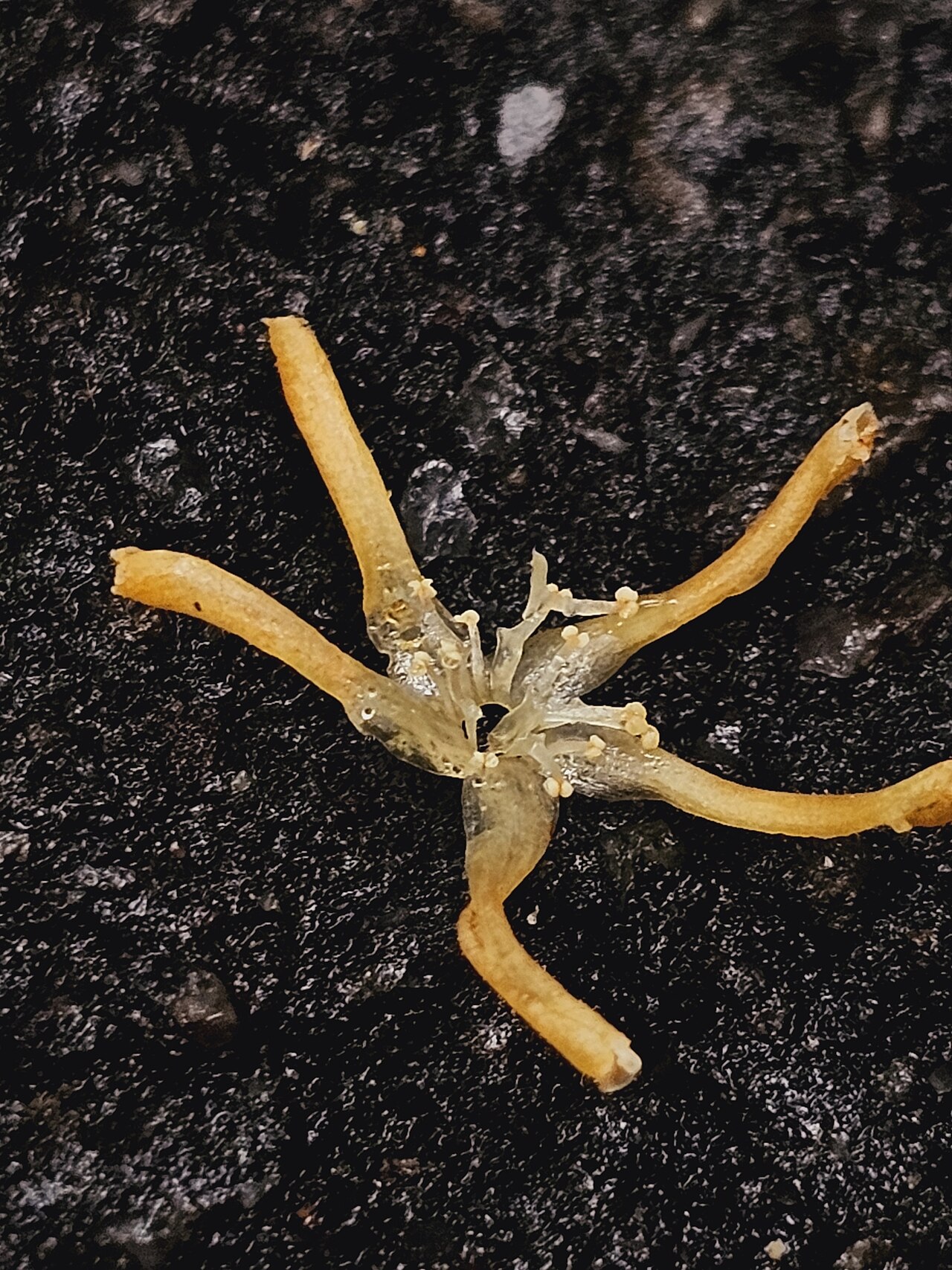 Dark red meranti: Rubroshorea curtisii in Singapore