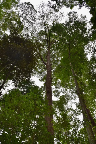 Dark red meranti (Rubroshorea curtisii)