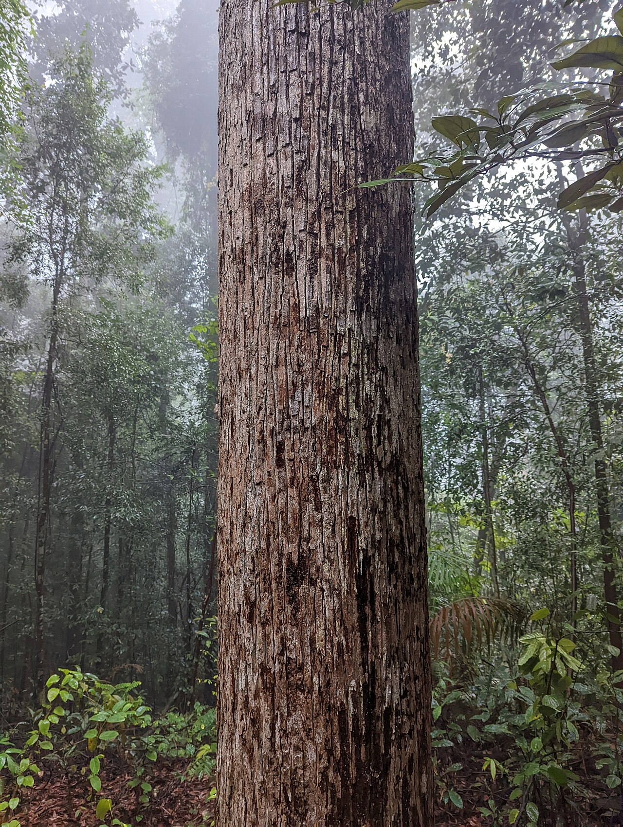 Dark red meranti: Rubroshorea curtisii in Singapore