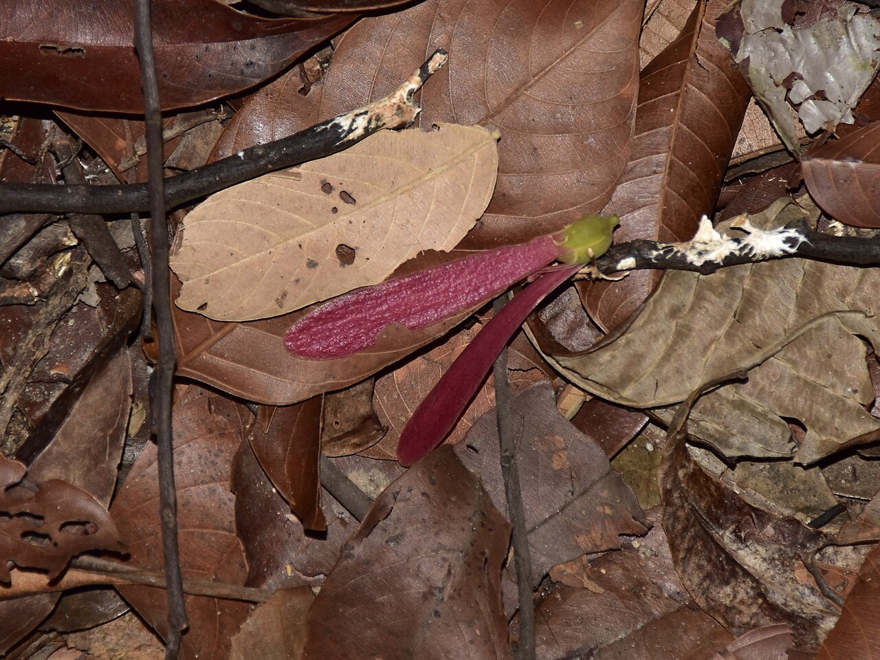 Dark red meranti: Rubroshorea curtisii in Singapore