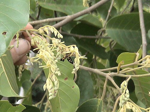 Light red meranti: Flowers of Shorea johorensis