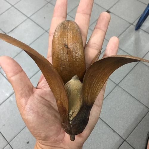 Light red meranti (Rubroshorea macrophylla)