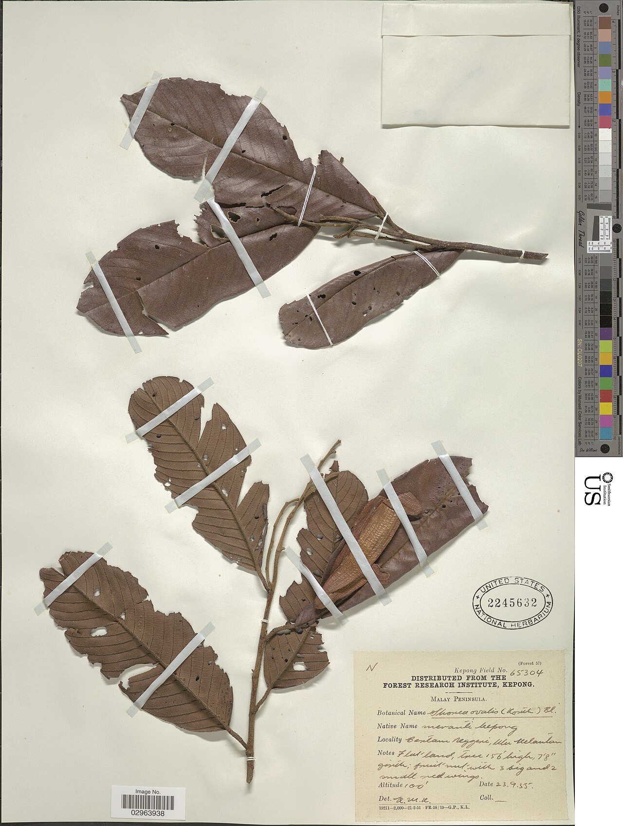 Rubroshorea ovalis: Smithsonian NMNH - Botany Dept. Name: Shorea ovalis Blume Taxonomy: Plantae Dicotyledonae Theales Dipterocarpaceae Place: Malay Peninsula. Bentam Neggeri, Ulu [