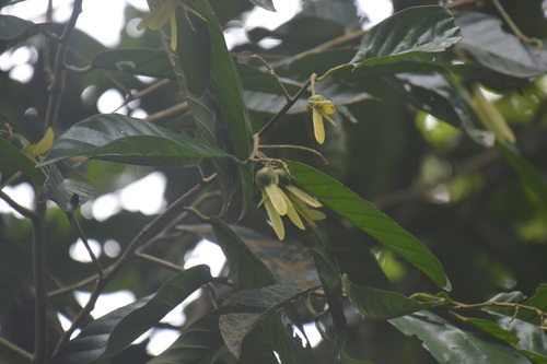 Dark red meranti (Rubroshorea singkawang)