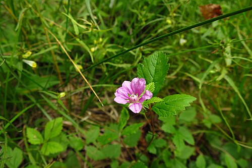 Arctic raspberry: Soomurakas (Rubus arcticus) Kaansoo kaitsealal