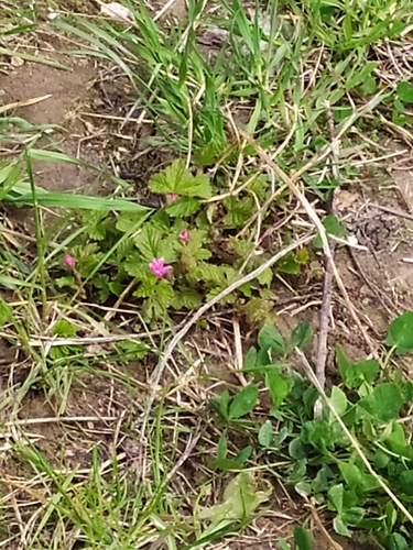 Arctic raspberry (Rubus arcticus)