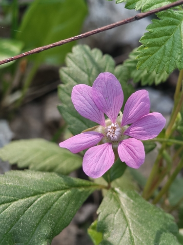 Arctic raspberry (Rubus arcticus)