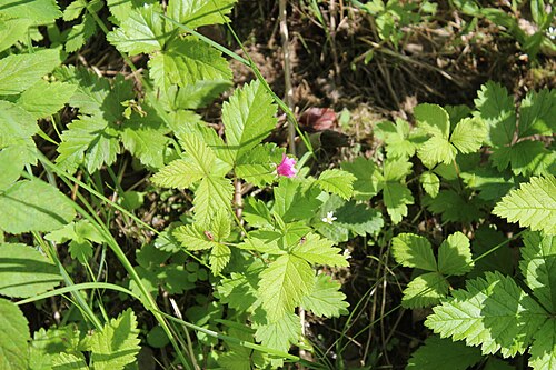 Arctic raspberry: Arctic raspberry