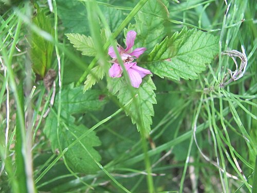 Arctic raspberry: Arctic raspberry