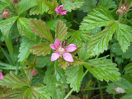 Arctic raspberry: Arctic raspberry (Rubus arcticus) in Kerava, Finland