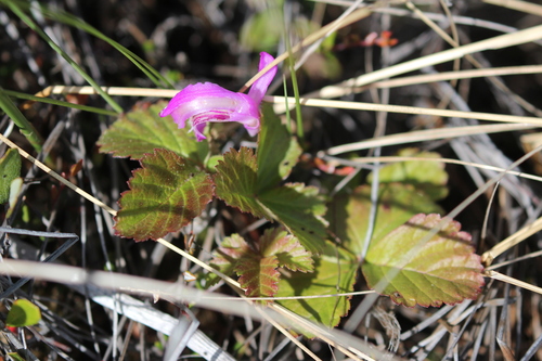 Arctic raspberry (Rubus arcticus)