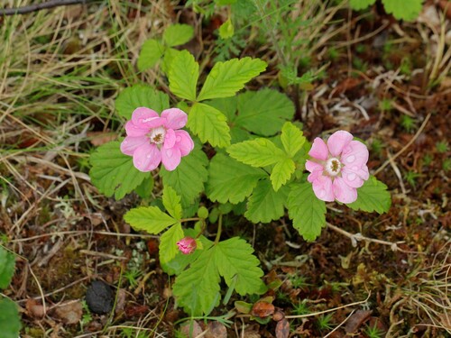 Arctic raspberry (Rubus arcticus)