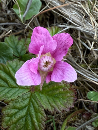 Arctic raspberry (Rubus arcticus)
