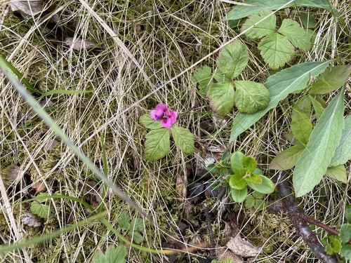 Arctic raspberry (Rubus arcticus)