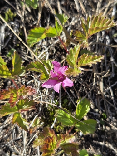 Arctic raspberry (Rubus arcticus)