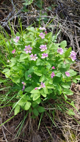 Arctic raspberry (Rubus arcticus)