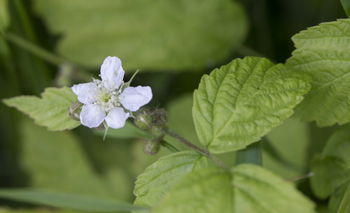 Dewberry (Rubus caesius)