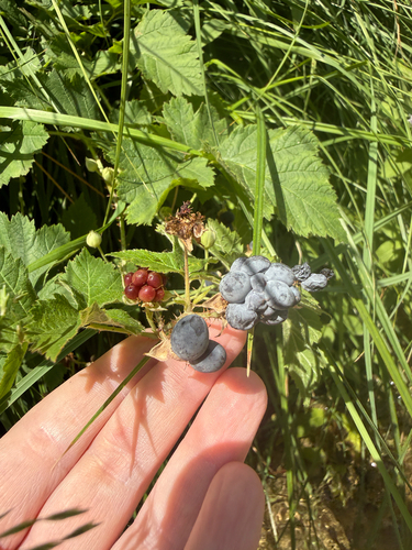 Dewberry (Rubus caesius)