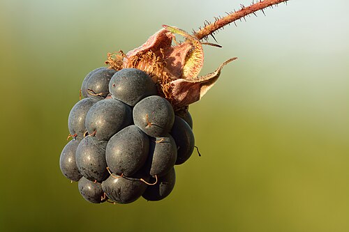 Dewberry: Fruit of European dewberry , size ca 2–3 cm