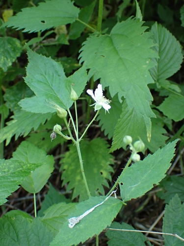 Dewberry (Rubus caesius)