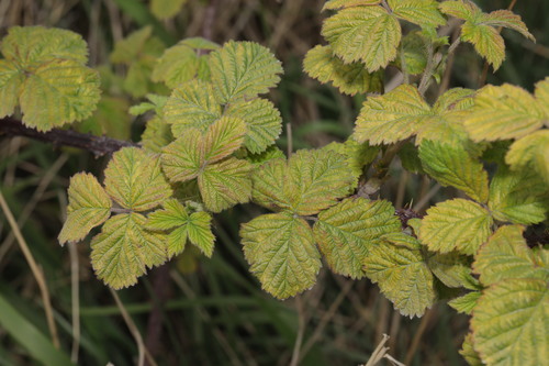 Dewberry (Rubus caesius)